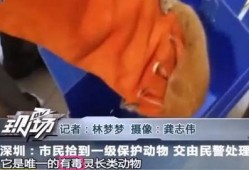 不明身份手机在线观看,揭秘网络世界的未知面纱