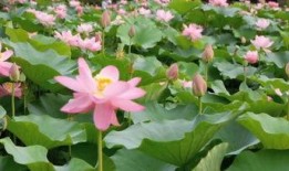 荷花视频在线观看,在线观赏自然之美