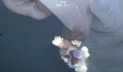 妖怪最新爆料新闻视频,神秘视频揭秘奇幻世界真相