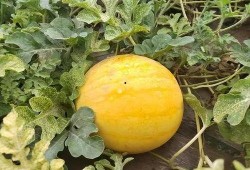 新疆网红新瓜最新爆料,揭秘神秘事件背后的真相