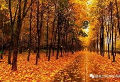 秋天妈妈最新爆料文案,最新爆料背后的温馨故事