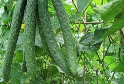 免费每日吃瓜,揭秘娱乐圈新鲜事