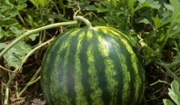 今日吃瓜每日吃瓜热门大瓜娱乐,娱乐圈风云再起，吃瓜群众热议不断