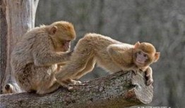 猴子视频爆料大全下载,热门内容一键下载攻略